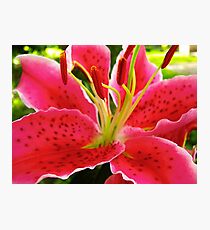 Star Gazer Lily Photographic Print