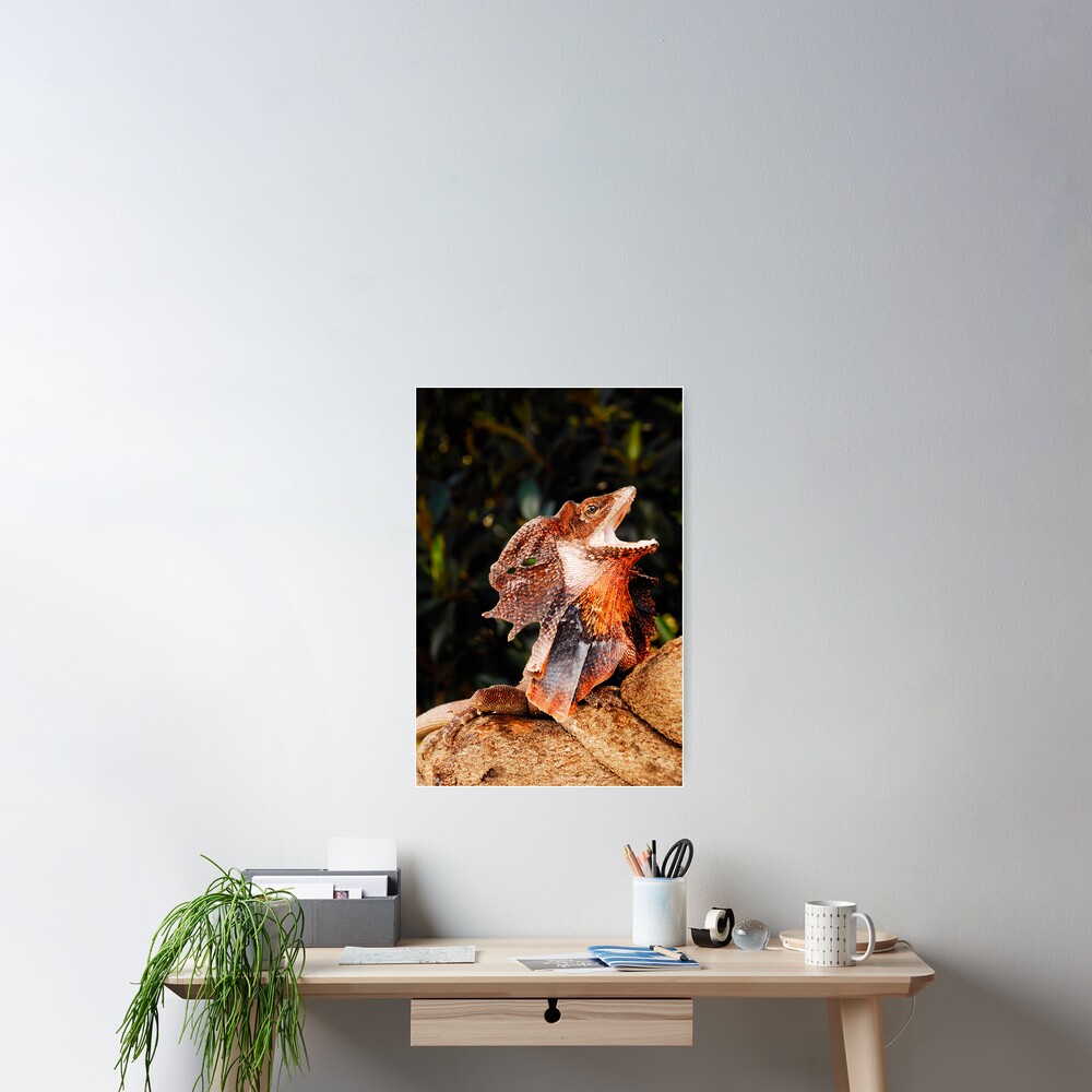 Frilled Lizard (Chlamydosaurus kingii) Poster