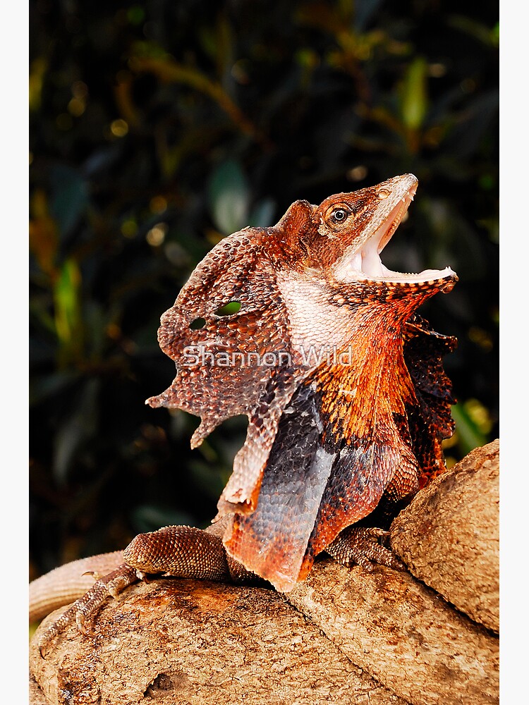 Frilled Lizard (Chlamydosaurus kingii) by ShannonPlummer