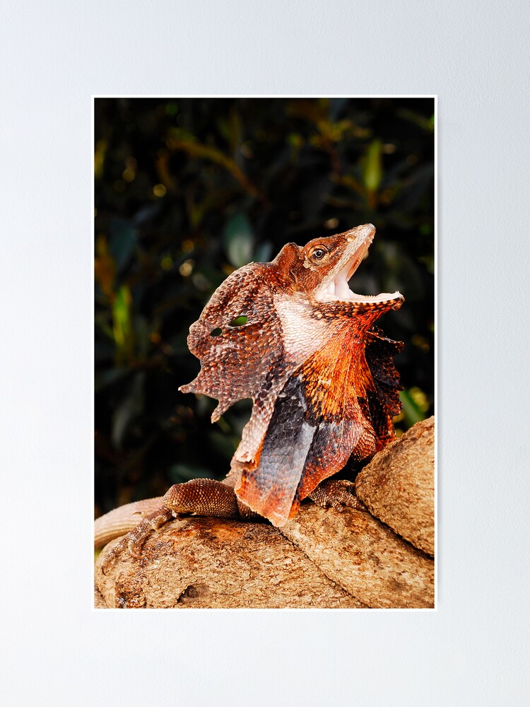 Alternate view of Frilled Lizard (Chlamydosaurus kingii) Poster