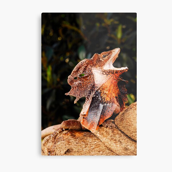 Frilled Lizard (Chlamydosaurus kingii) Metal Print