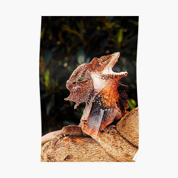 Frilled Lizard (Chlamydosaurus kingii) Poster