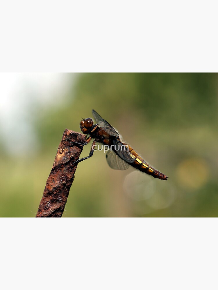 Broad-bodied Chaser en profile by cuprum