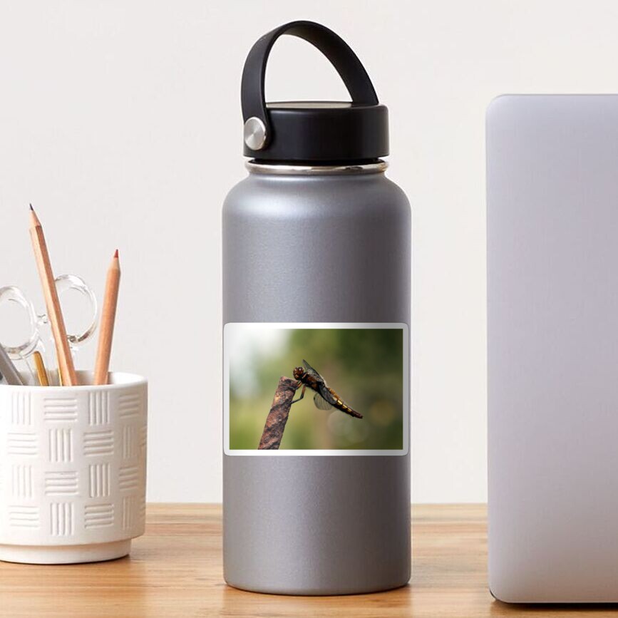 Broad-bodied Chaser en profile Sticker