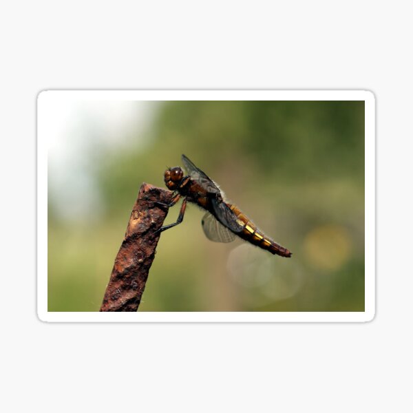 Broad-bodied Chaser en profile Sticker