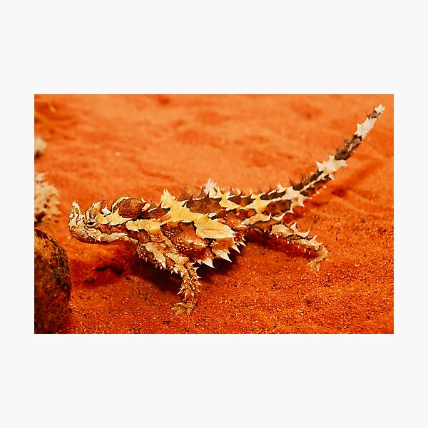 Thorny Devil (Moloch horridus) Photographic Print