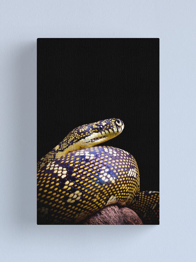 Alternate view of Diamond Python (Morelia spilota spilota) Canvas Print