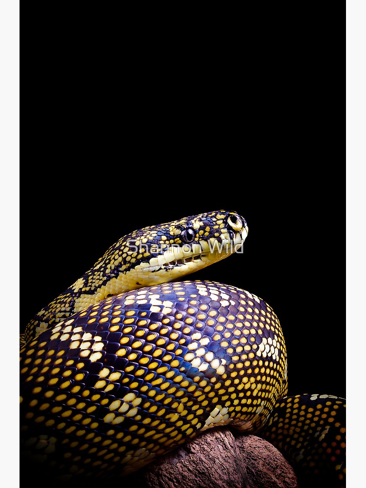 Diamond Python (Morelia spilota spilota) by ShannonPlummer