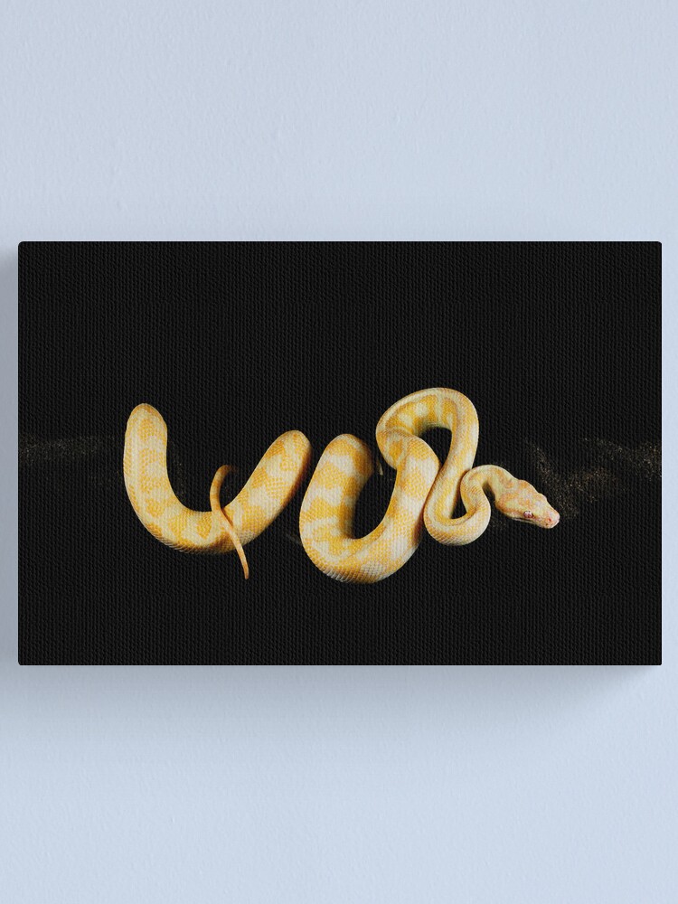 Alternate view of Albino Northern Territory Carpet Python (Morelia spilota variegata) Canvas Print