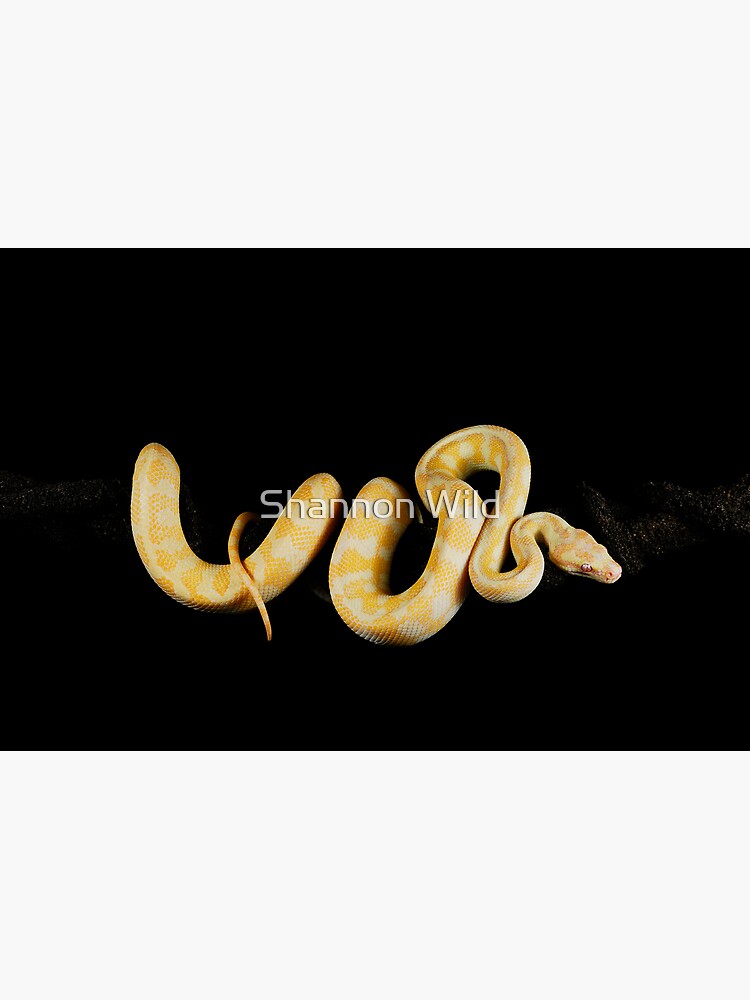 Albino Northern Territory Carpet Python (Morelia spilota variegata) by ShannonPlummer