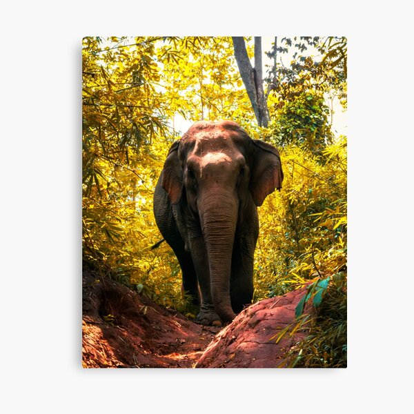 Elephant Canvas Print