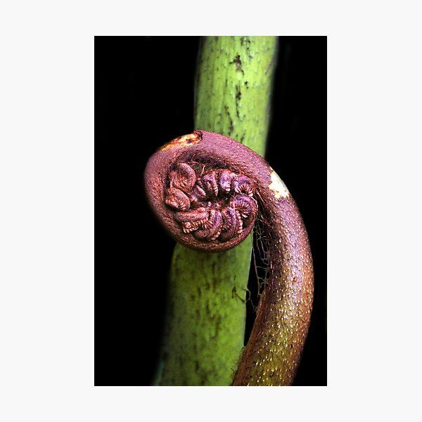Item preview, A New Begining - Fern Frond designed and sold by Charuhas  Images.