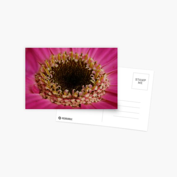 Untitled Postcard