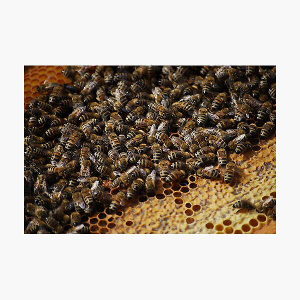 Item preview, Honey Mill designed and sold by Rowan  Lewgalon.