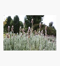 Bushes Photographic Print