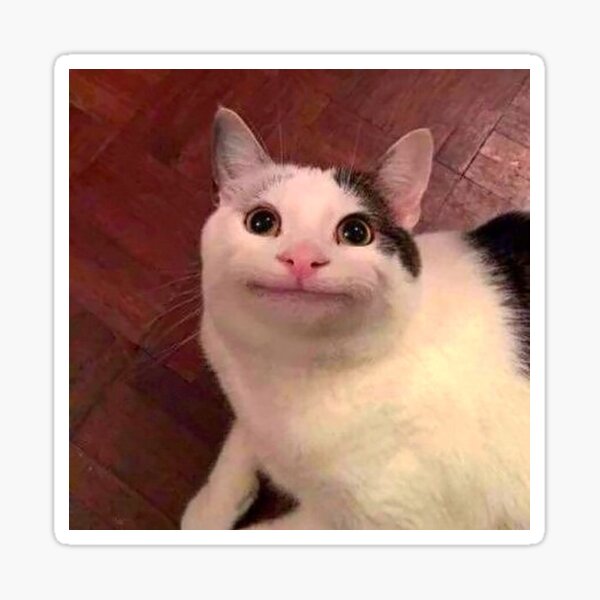 This is ollie the polite cat from those memes. Does not he look