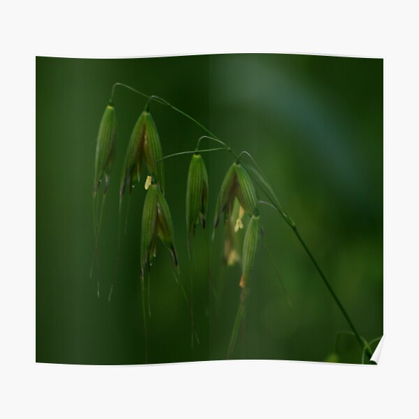 Tranquility Poster