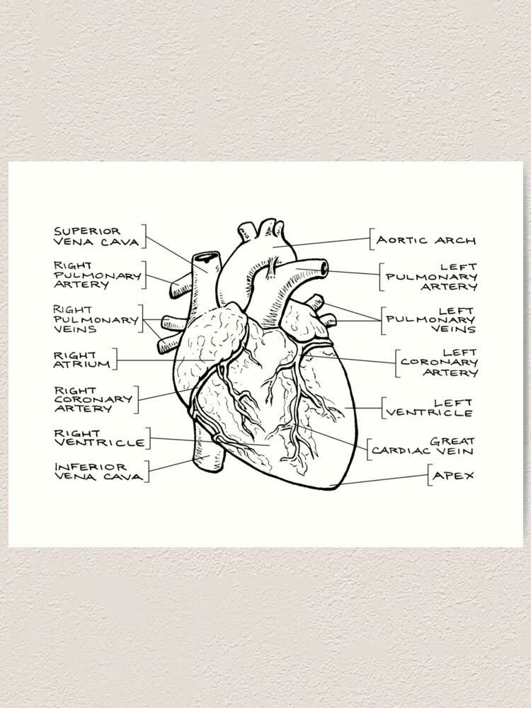 Anatomical Heart Diagram Black Text Art Print By Dianeleonardart Redbubble
