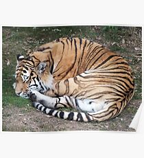 Time For A Cat Nap - Tiger Poster