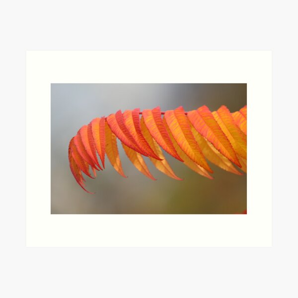Herbstfarben Kunstdruck