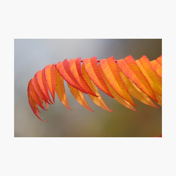 Herbstfarben Fotodruck