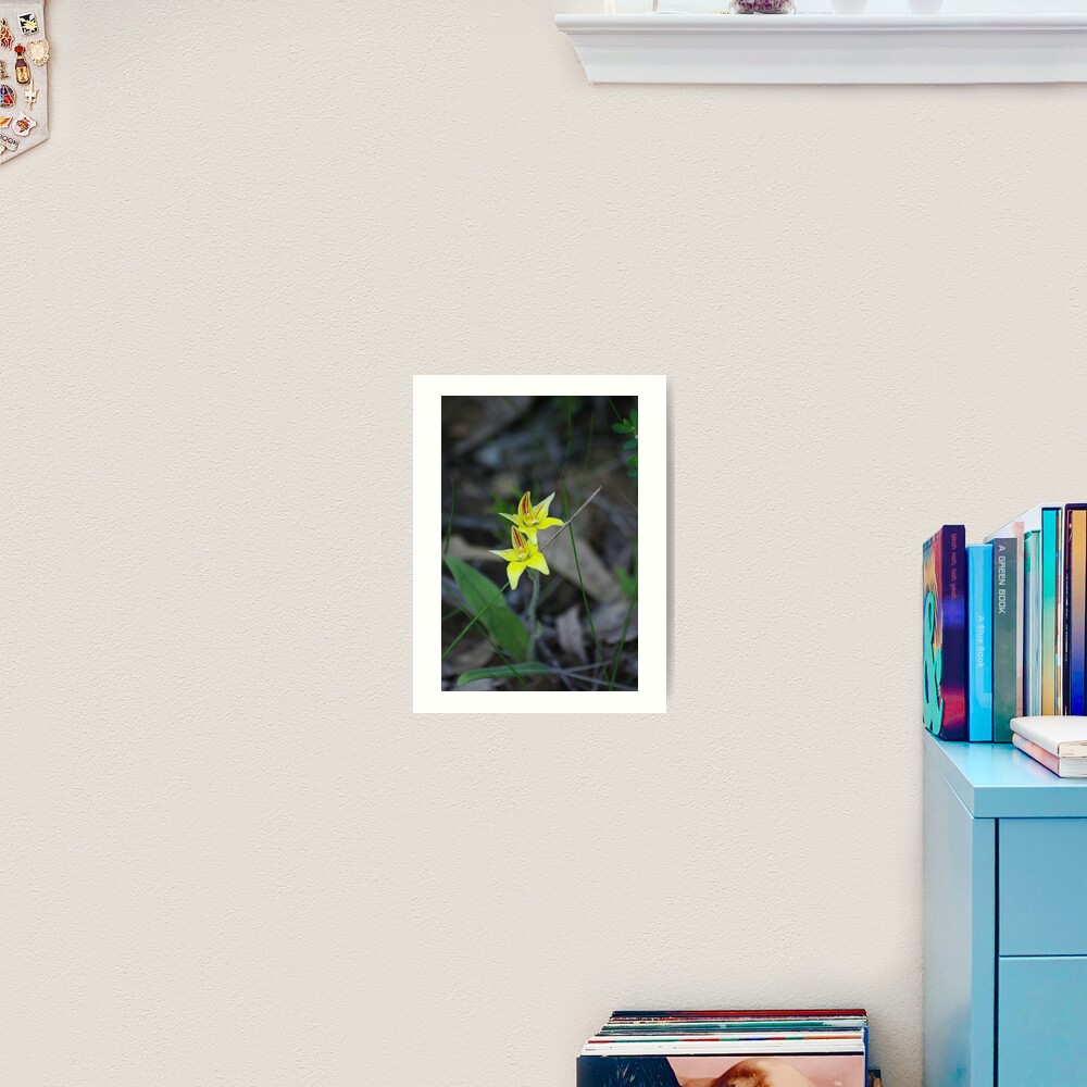 Cowslip Orchid Art Print