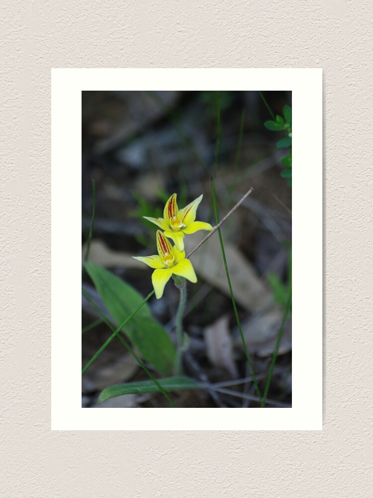 Alternate view of Cowslip Orchid Art Print