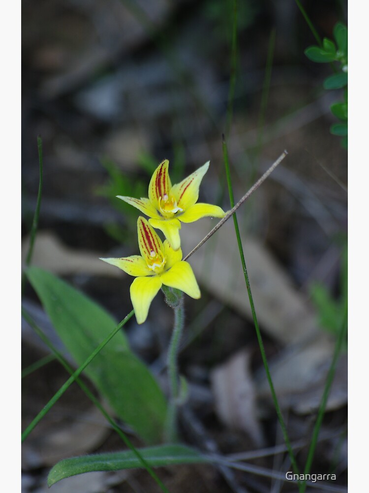 Cowslip Orchid by Gnangarra