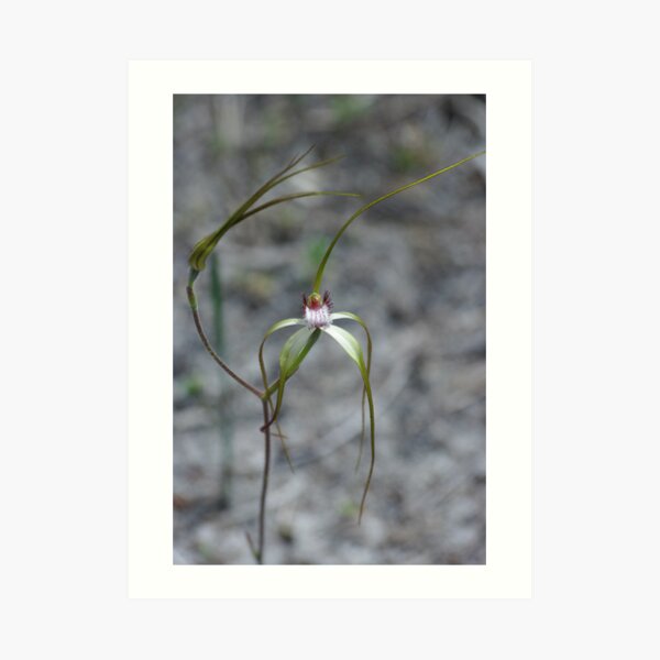 Spider Orchid Art Print