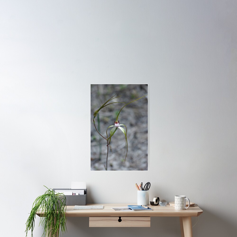 Spider Orchid Poster