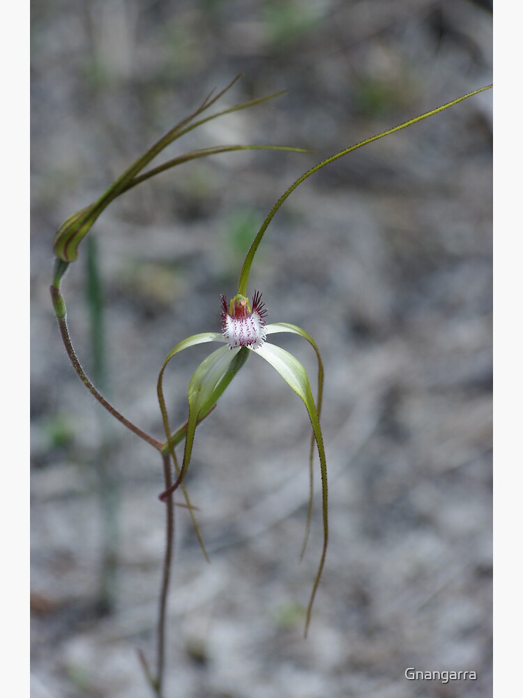Spider Orchid by Gnangarra