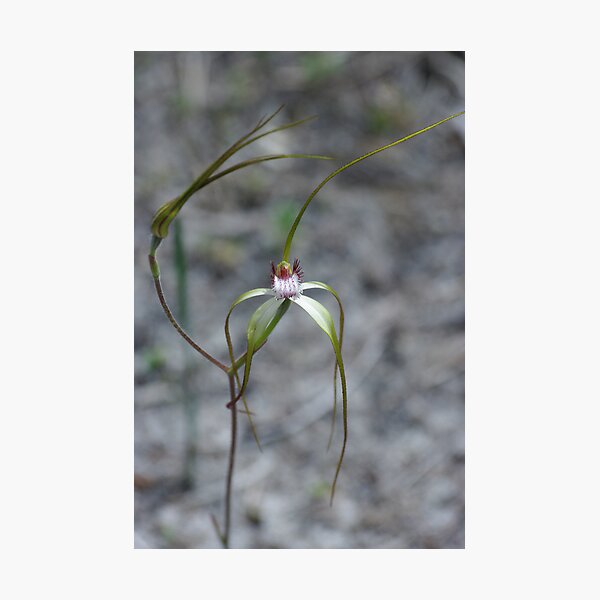 Spider Orchid Photographic Print