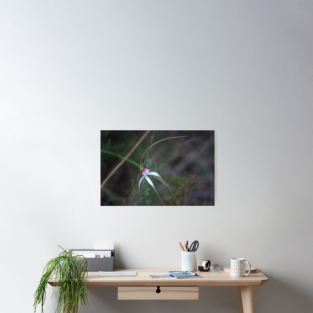 Spider Orchid 2 Poster