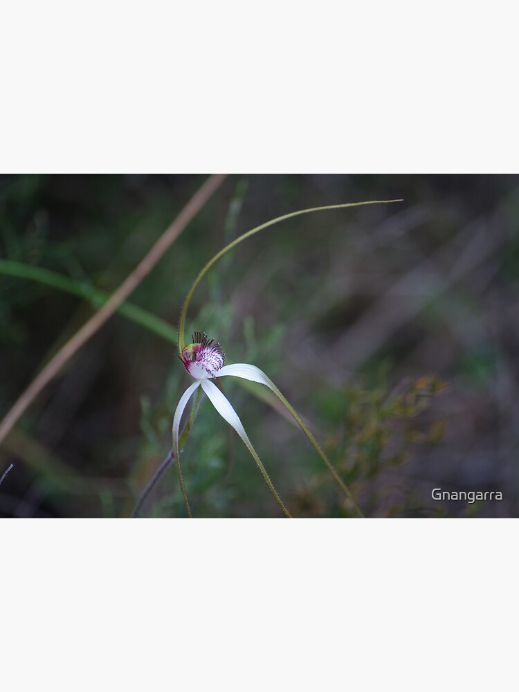 Spider Orchid 2 by Gnangarra