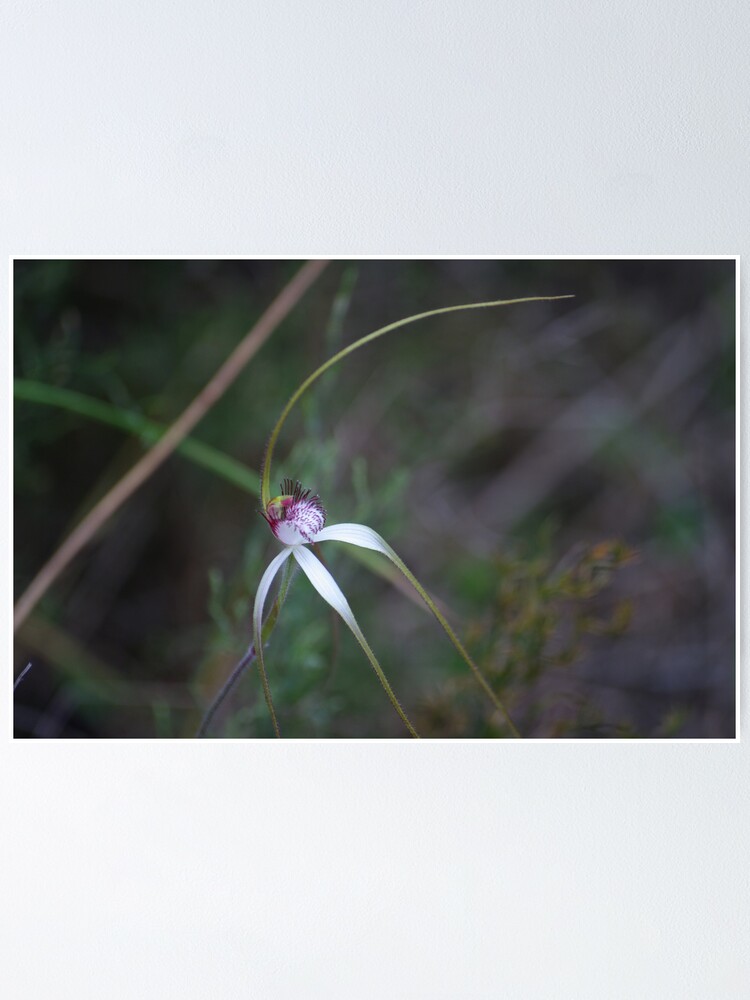 Alternate view of Spider Orchid 2 Poster