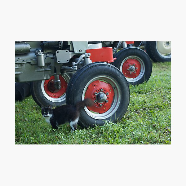 Item preview, Barn Cat - Western New York designed and sold by David Galson.
