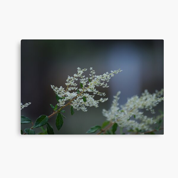Karri Hazel Canvas Print