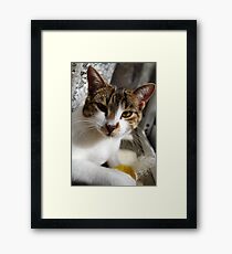 Silly Kaizoe Framed Print