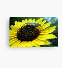 Ford-tailed bush Katydid (Scudderia Mexicana) La Mirada, CA U.S.A. Canvas Print