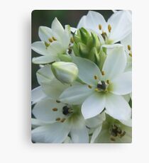Star of Bethlehem Leinwanddruck