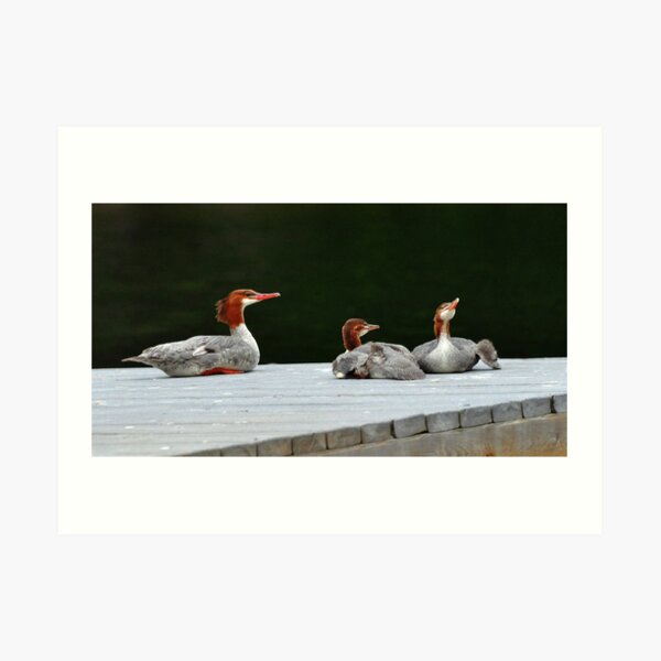 Merganser Family Art Print