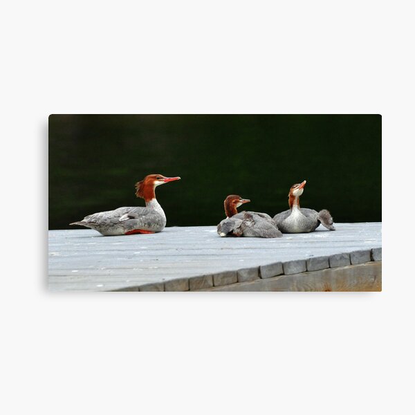 Merganser Family Canvas Print