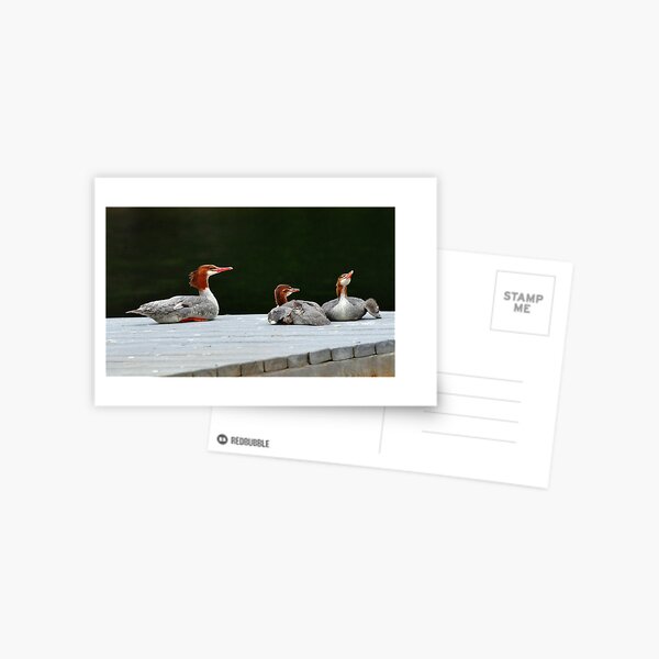Merganser Family Postcard