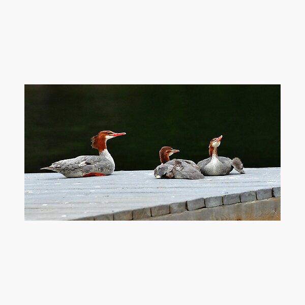 Merganser Family Photographic Print