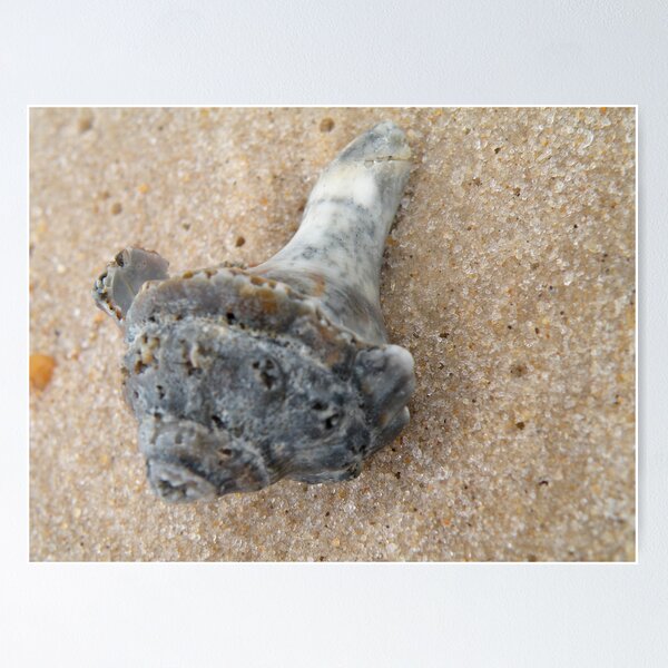 Item preview, Sea Shell designed and sold by Lauryn1727.
