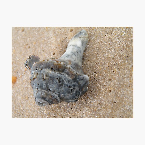 Item preview, Sea Shell designed and sold by Lauryn1727.