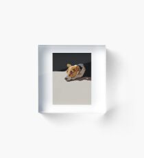 Jack Russell Terrier Acrylic Block