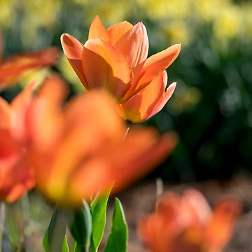 Artwork thumbnail, First Spring Colors by Kevgiambertone