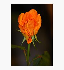 Proud - Featured! Photographic Print