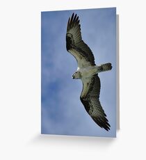 Osprey in Flight Greeting Card